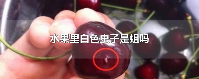 水果里白色虫子是蛆吗-最新水果里白色虫子是蛆吗整理解答