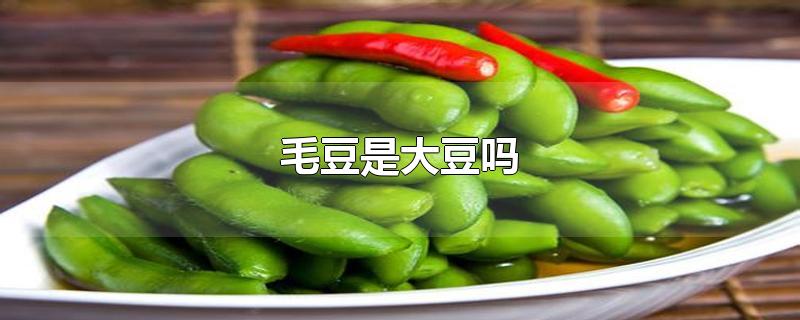 毛豆是大豆吗-最新毛豆是大豆吗整理解答