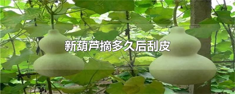 新葫芦摘多久后刮皮-最新新葫芦摘多久后刮皮整理解答