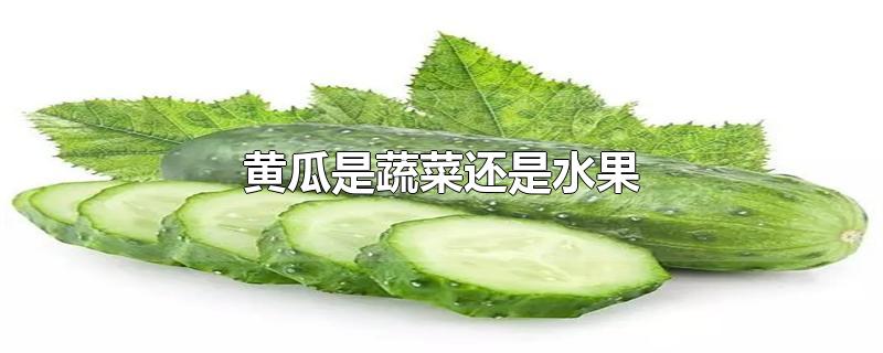 黄瓜是蔬菜还是水果-最新黄瓜是蔬菜还是水果整理解答