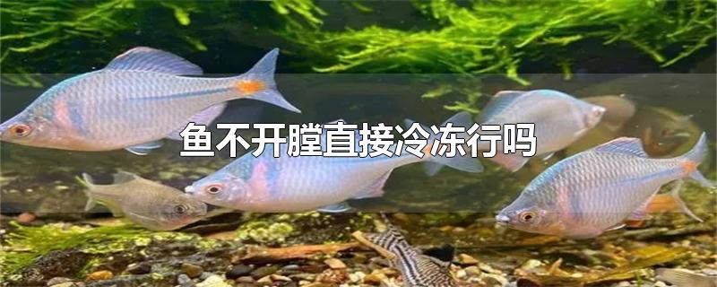 鱼不开膛直接冷冻行吗-最新鱼不开膛直接冷冻行吗整理解答