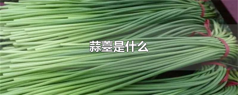 蒜薹是什么-最新蒜薹是什么整理解答