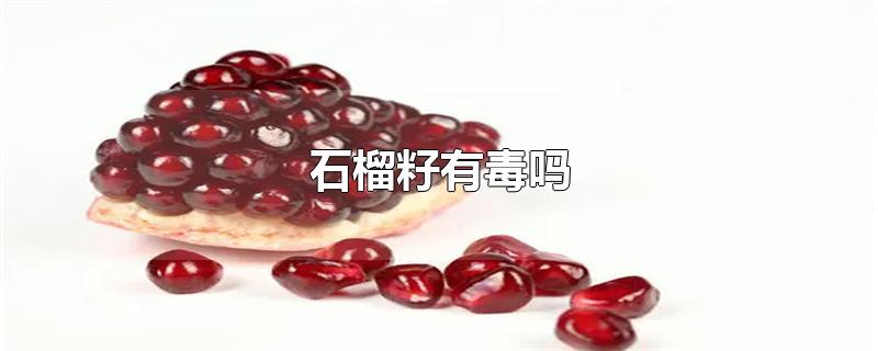 石榴籽有毒吗