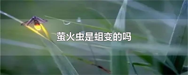 萤火虫是蛆变的吗-最新萤火虫是蛆变的吗整理解答