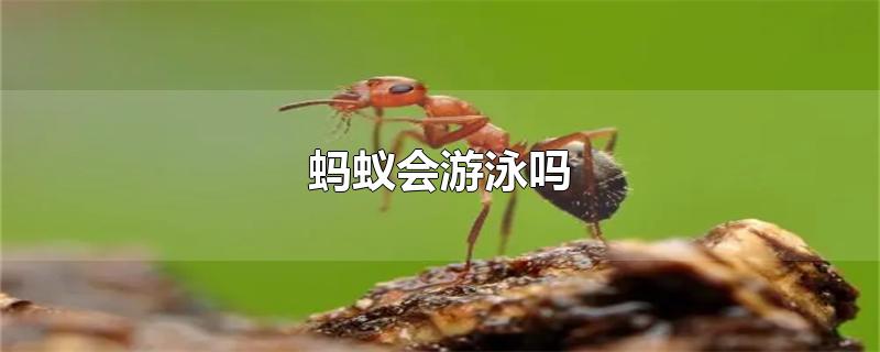 蚂蚁会游泳吗-最新蚂蚁会游泳吗整理解答