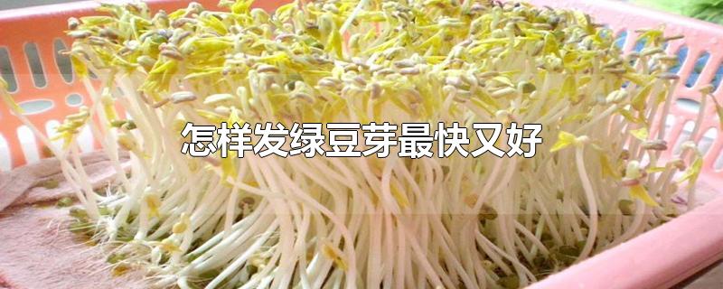 怎样发绿豆芽最快又好-最新怎样发绿豆芽最快又好整理解答