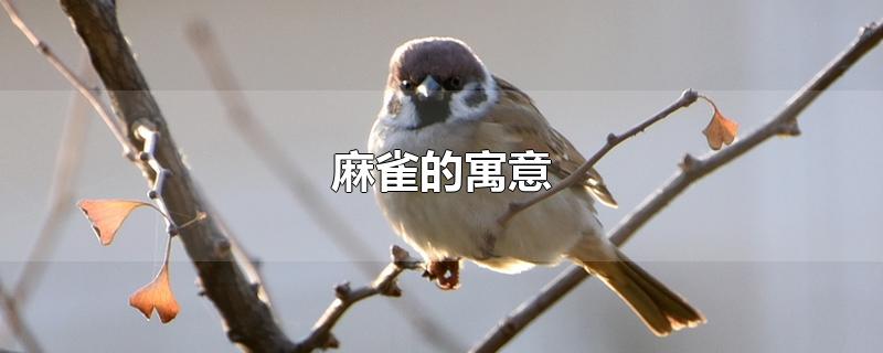 麻雀的寓意