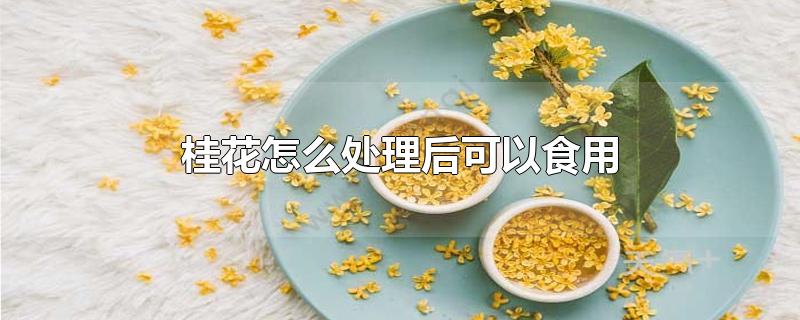 桂花怎么处理后可以食用-最新桂花怎么处理后可以食用整理解答