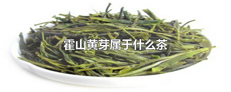 霍山黄芽属于什么茶