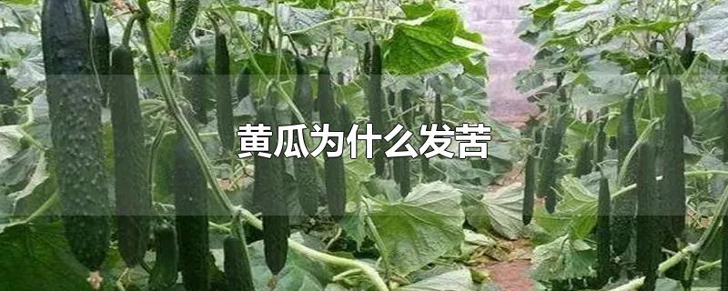 黄瓜为什么发苦-最新黄瓜为什么发苦整理解答