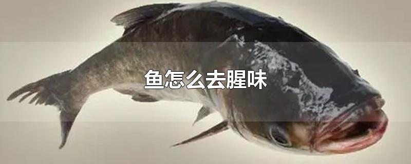 鱼怎么去腥味-最新鱼怎么去腥味整理解答