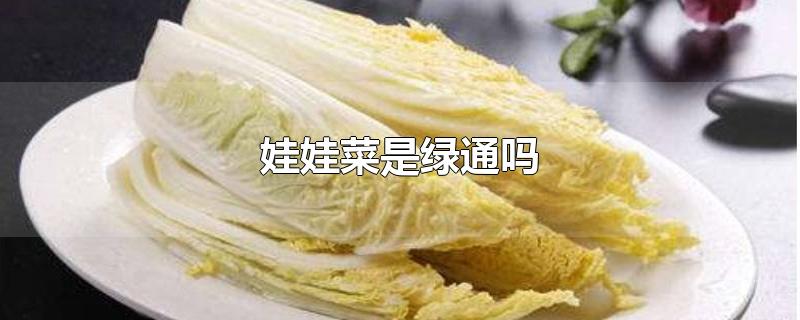 娃娃菜是绿通吗-最新娃娃菜是绿通吗整理解答