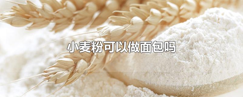 小麦粉可以做面包吗-最新小麦粉可以做面包吗整理解答