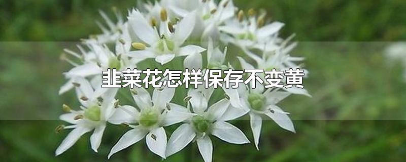 韭菜花怎样保存不变黄-最新韭菜花怎样保存不变黄整理解答