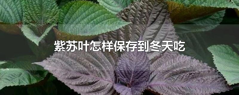 紫苏叶怎样保存到冬天吃-最新紫苏叶怎样保存到冬天吃整理解答