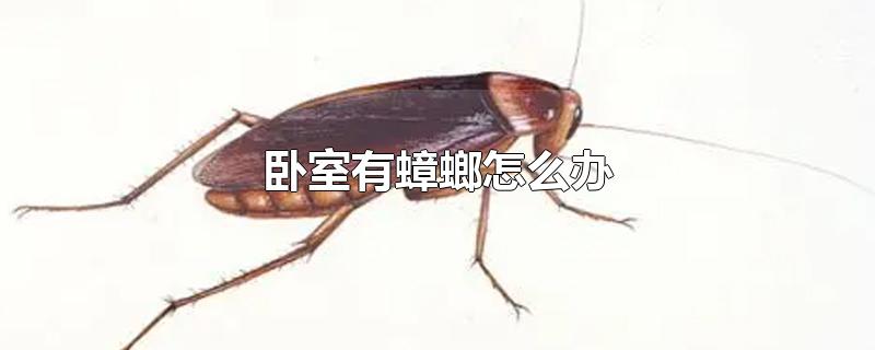 卧室有蟑螂怎么办