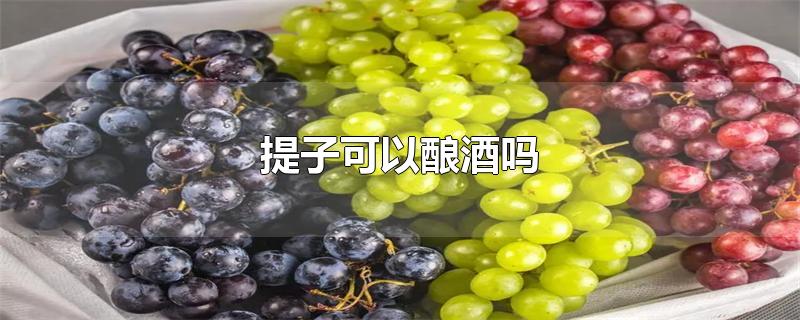 提子可以酿酒吗-最新提子可以酿酒吗整理解答