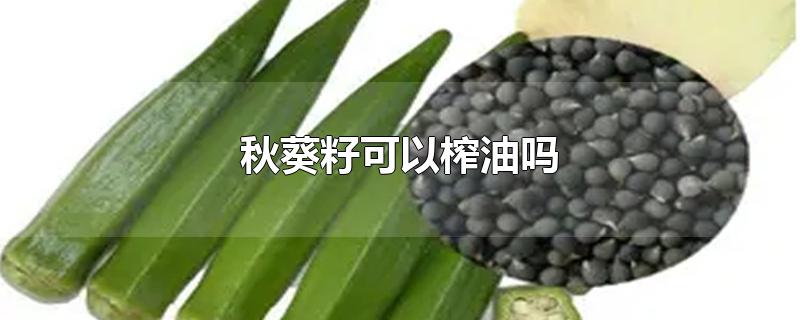 秋葵籽可以榨油吗