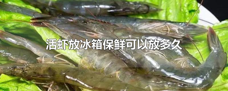 活虾放冰箱保鲜可以放多久-最新活虾放冰箱保鲜可以放多久整理解答