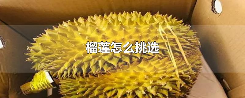 榴莲怎么挑选-最新榴莲怎么挑选整理解答