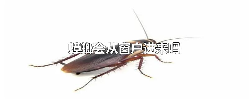 蟑螂会从窗户进来吗-最新蟑螂会从窗户进来吗整理解答