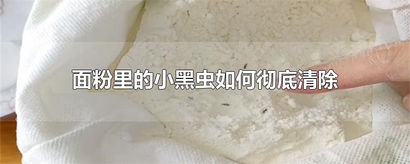 面粉里的小黑虫如何彻底清除-最新面粉里的小黑虫如何彻底清除整理解答