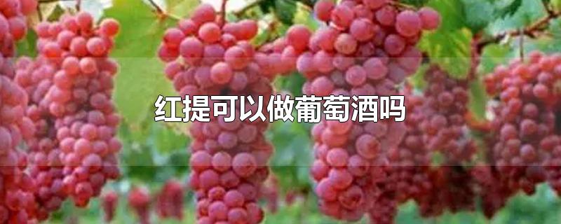 红提可以做葡萄酒吗-最新红提可以做葡萄酒吗整理解答