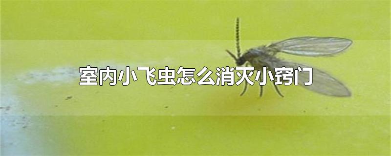 室内小飞虫怎么消灭小窍门-最新室内小飞虫怎么消灭小窍门整理解答