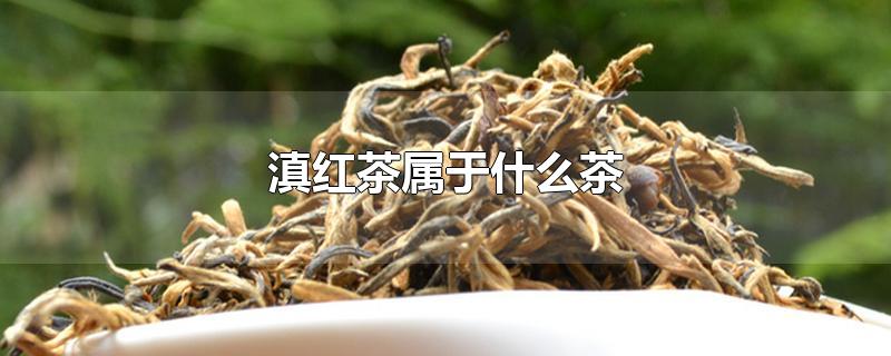 滇红茶属于什么茶-最新滇红茶属于什么茶整理解答