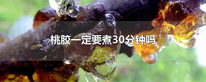 桃胶一定要煮30分钟吗-最新桃胶一定要煮30分钟吗整理解答