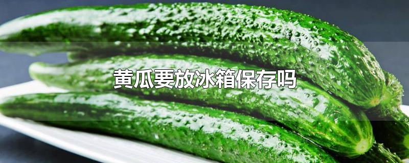 黄瓜要放冰箱保存吗-最新黄瓜要放冰箱保存吗整理解答