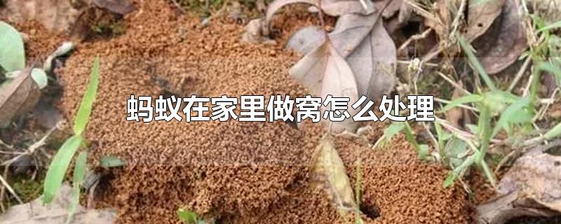 蚂蚁在家里做窝怎么处理-最新蚂蚁在家里做窝怎么处理整理解答