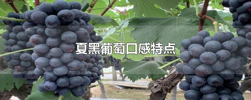 夏黑葡萄口感特点