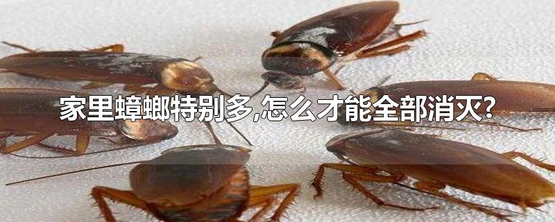 家里蟑螂特别多,怎么才能全部消灭?-最新家里蟑螂特别多,怎么才能全部消灭?整理解答