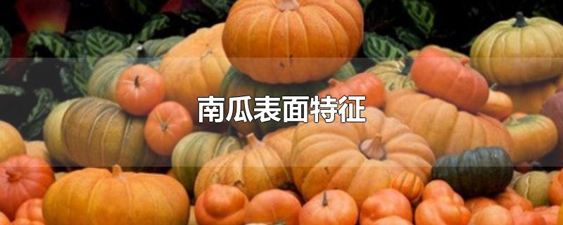 南瓜表面特征