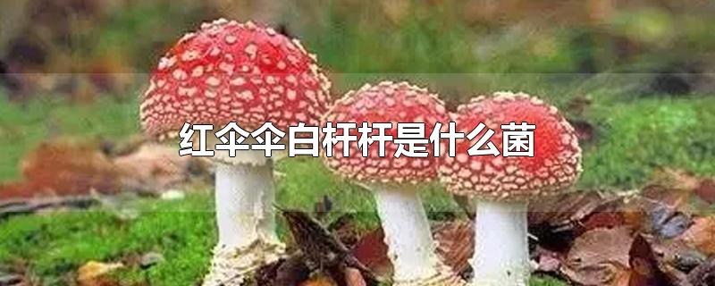 红伞伞白杆杆是什么菌