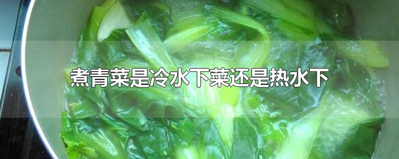 煮青菜是冷水下菜还是热水下