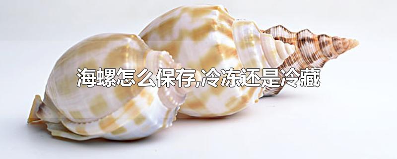 海螺怎么保存,冷冻还是冷藏