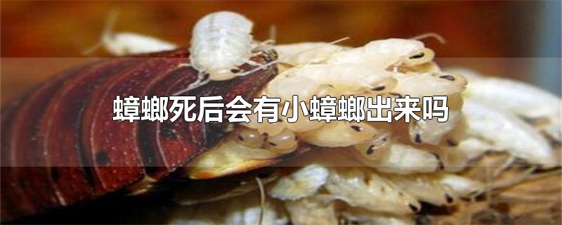 蟑螂死后会有小蟑螂出来吗