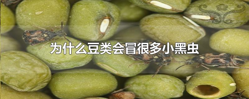 为什么豆类会冒很多小黑虫