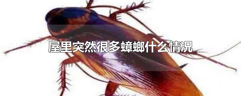 屋里突然很多蟑螂什么情况