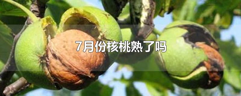 7月份核桃熟了吗-最新7月份核桃熟了吗整理解答