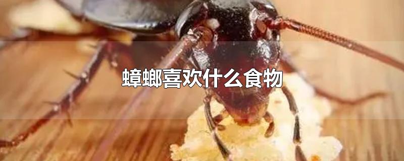 蟑螂喜欢什么食物-最新蟑螂喜欢什么食物整理解答