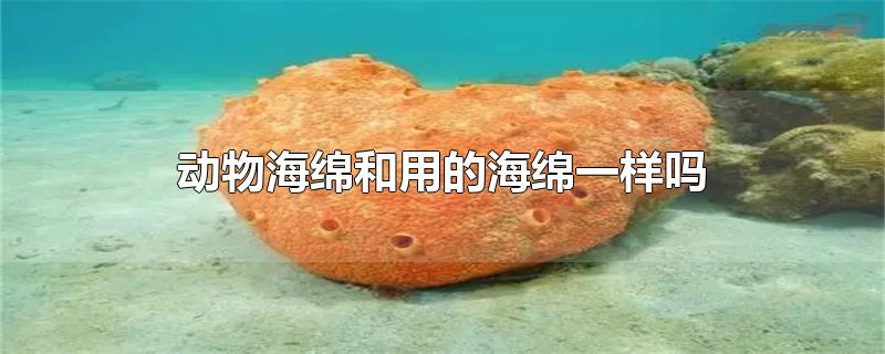 动物海绵和用的海绵一样吗