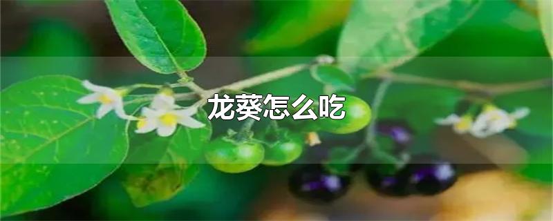 龙葵怎么吃-最新龙葵怎么吃整理解答