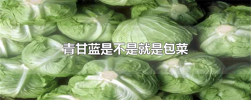 青甘蓝是不是就是包菜-最新青甘蓝是不是就是包菜整理解答