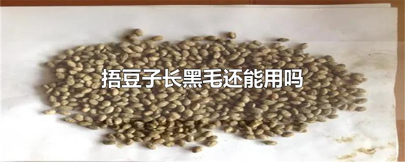 捂豆子长黑毛还能用吗