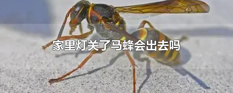 家里灯关了马蜂会出去吗-最新家里灯关了马蜂会出去吗整理解答