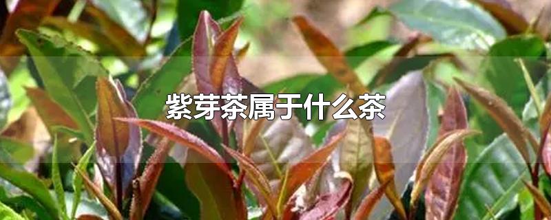 紫芽茶属于什么茶-最新紫芽茶属于什么茶整理解答