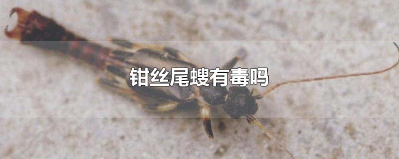 钳丝尾螋有毒吗-最新钳丝尾螋有毒吗整理解答